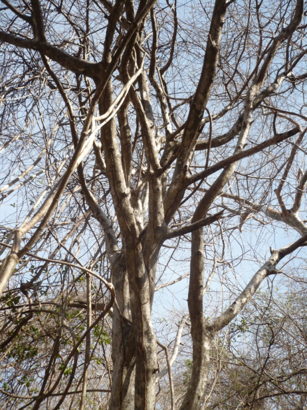 La Medicina del Bosque