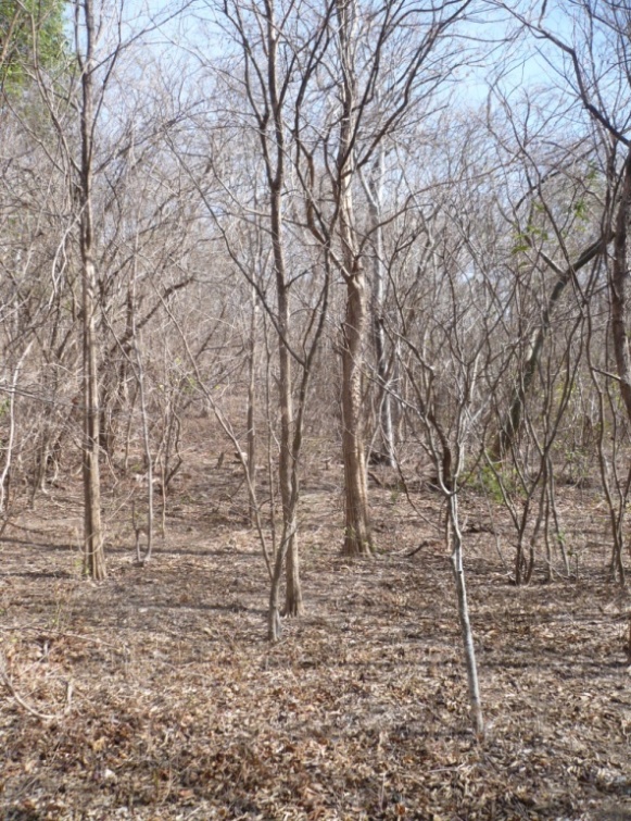 The Acid Soils Indicator