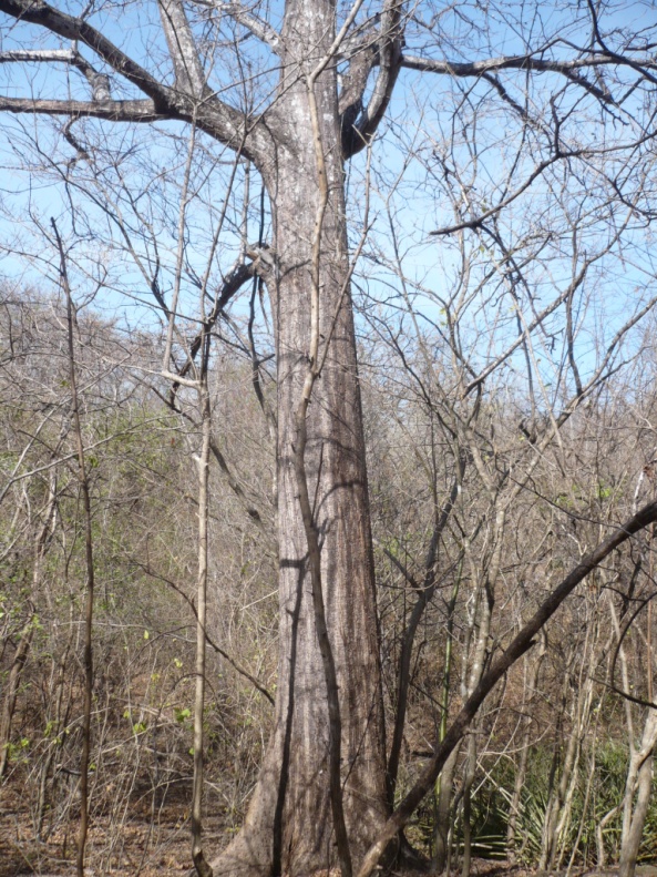Defense against the Herbivores