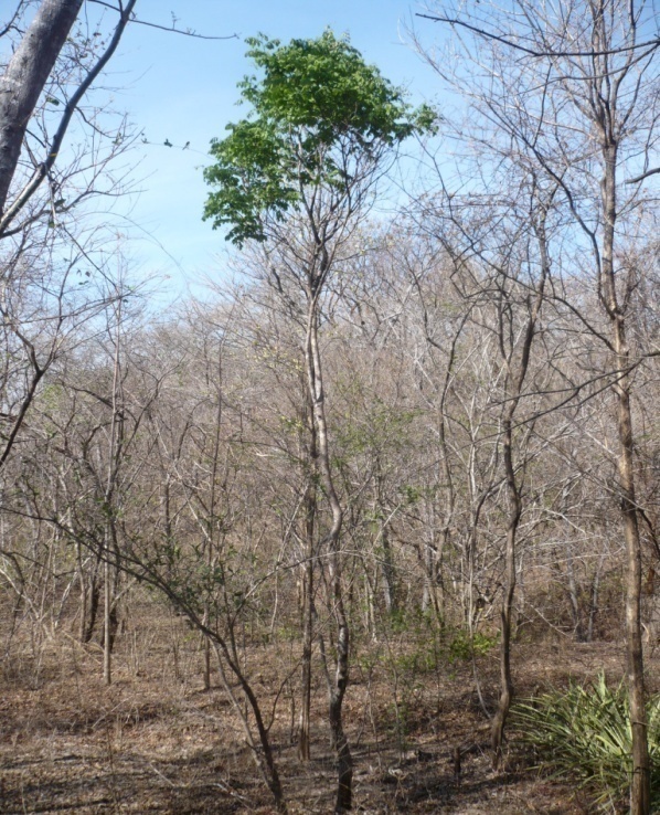 Especie Amenazada