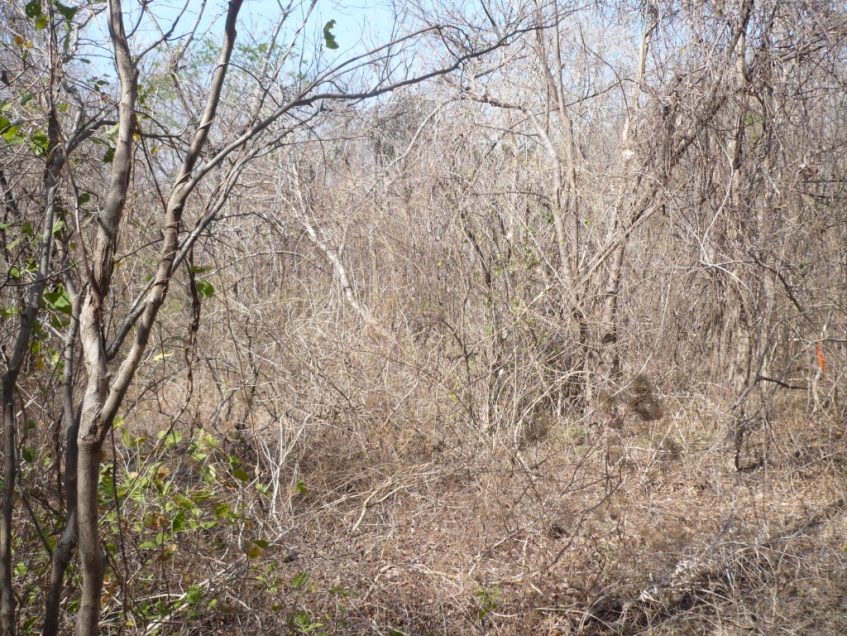 La Renovación de los Bosques