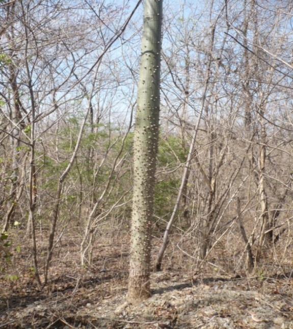 El Místico Ceiba
